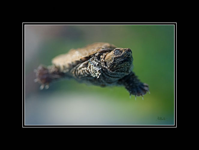 Snapping Turtle